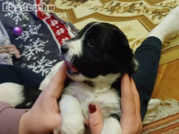 Eladó Border Collie Kiskutyák