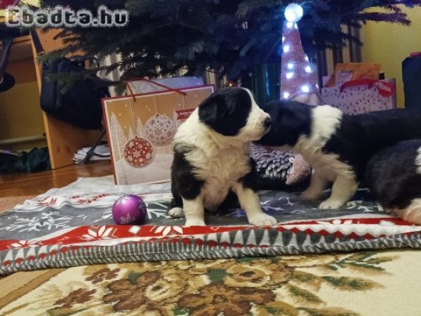 Eladó Border Collie Kiskutyák