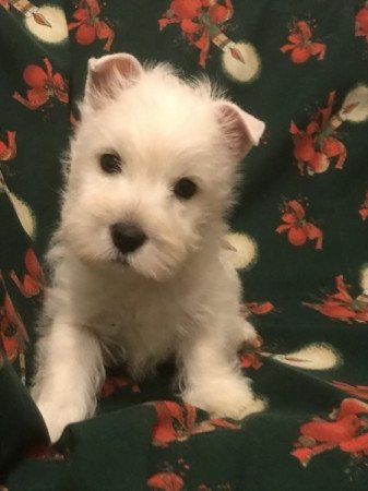 Westie