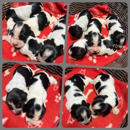 Angol cocker spániel