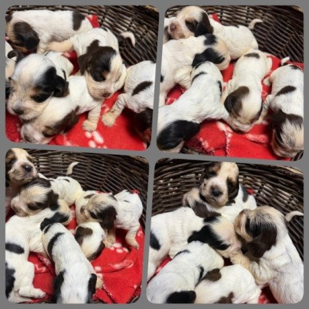 Angol cocker spániel