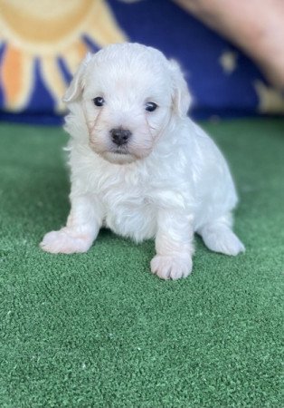 Bolognese Bichon