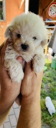 Bolognese Bichon