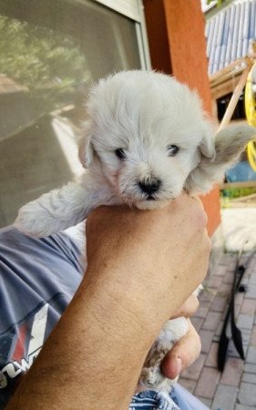 Bolognese Bichon