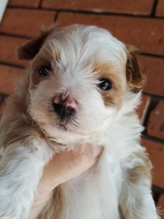 Bichon havanese