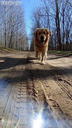 Golden Retriever  kiskutyák