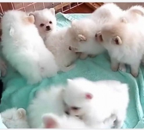 Német spicc kisfiú, és kislány