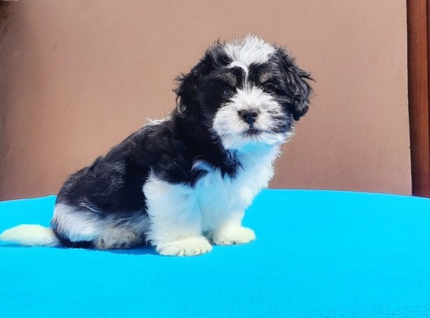 Bichon Havanese