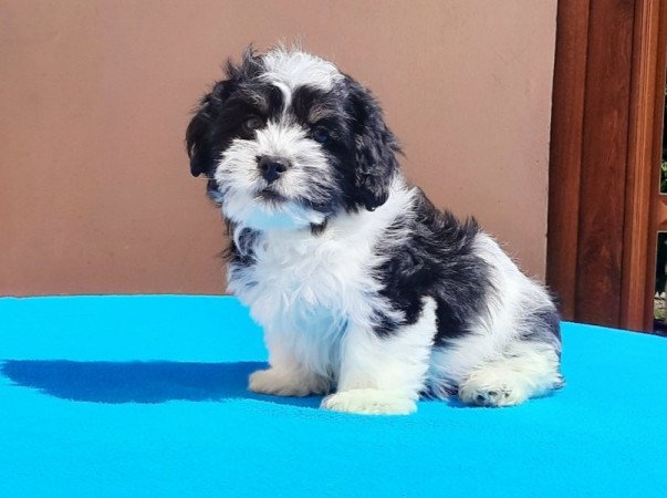 Bichon Havanese