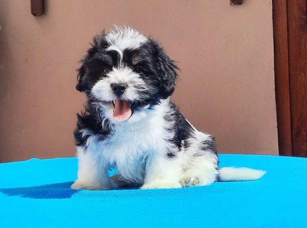 Bichon Havanese