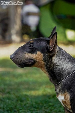 Miniatűr bullterrier