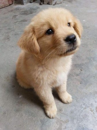 Golden retriever