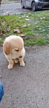 9 hetes golden retriever szeretőzdit keres