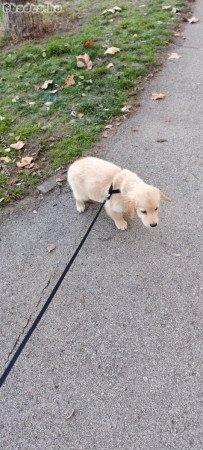 9 hetes golden retriever szeretőzdit keres
