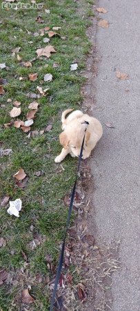 9 hetes golden retriever szeretőzdit keres