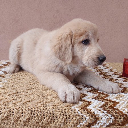 Közép ázsiai juhász kislány!