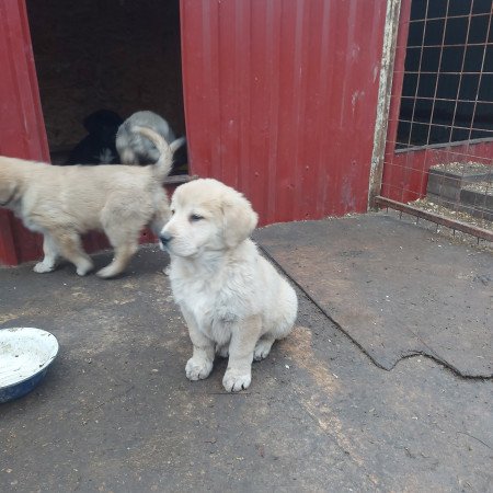 Közép ázsiai juhász kislány!