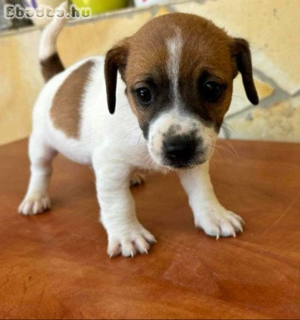 Eladó Jack Russell fajta tiszta jellegű kiskutyák