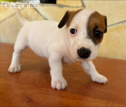 Eladó Jack Russell fajta tiszta jellegű kiskutyák