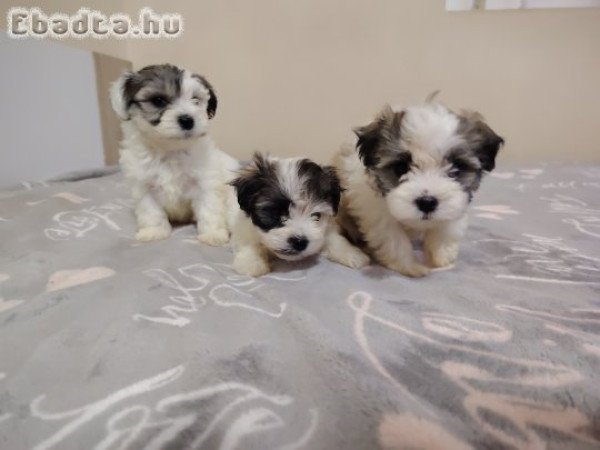BIchon Havanese