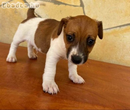 Eladó Jack Russell fajta tiszta jellegű kiskutyák