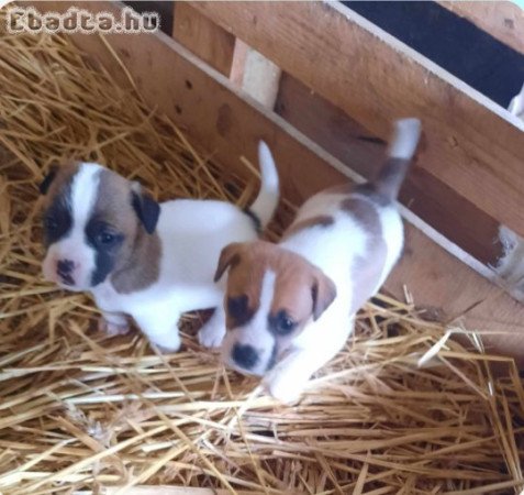 Eladó Jack Russell fajta tiszta jellegű kiskutyák