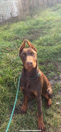 Dobermann 8 hónapos