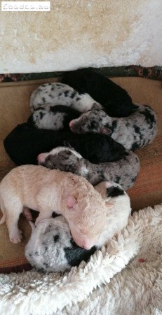 Gazdit keresnek mudi kölykök