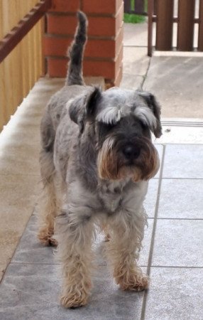 Schnauzer