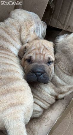 Shar Pei kiskutya eladó!