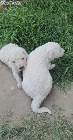 Komondor  kölykök