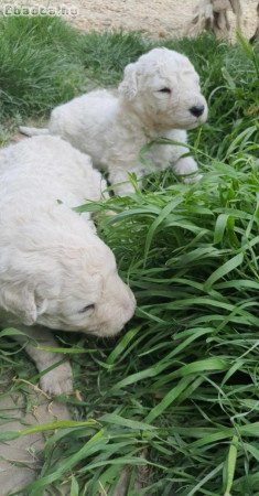 Komondor  kölykök