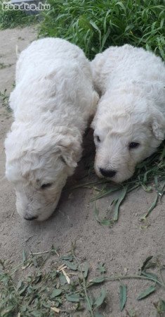 Komondor  kölykök