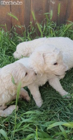 Komondor  kölykök