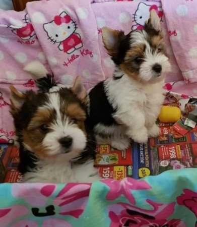 Biewer yorki yorkshire