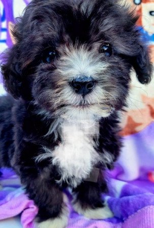 Bichon havanese