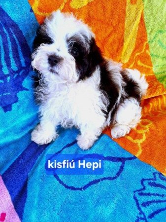 Bichon havanese