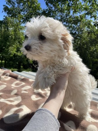 Bichon havanese