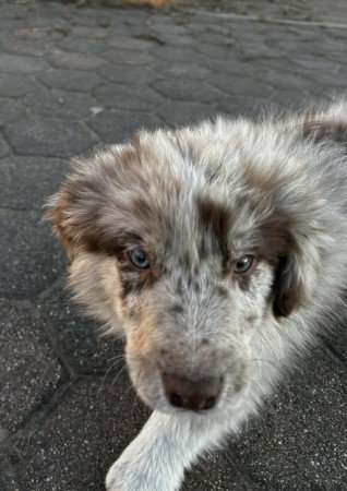 Border collie / red merle