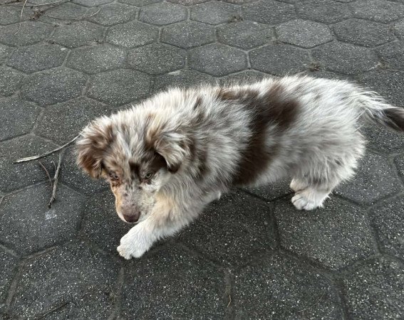 Border collie / red merle