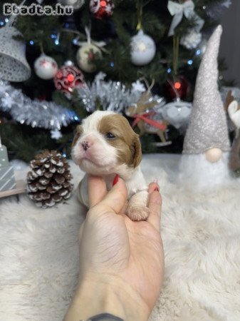 Cavalier King Charles kutyusok