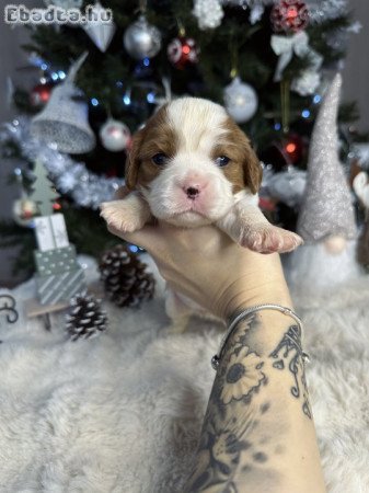 Cavalier King Charles kutyusok