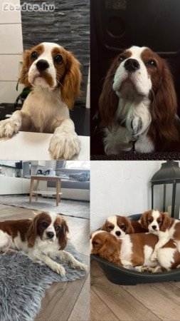 Cavalier King Charles kutyusok