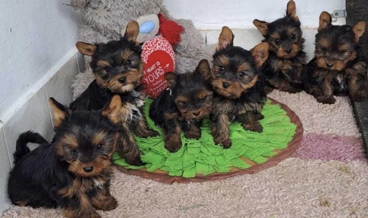 Yorkshire terrier