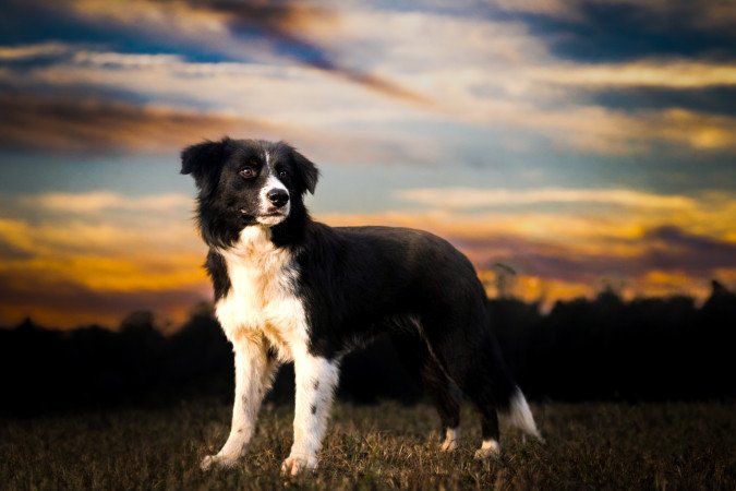 Border collie kan fedez