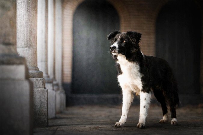 Border collie kan fedez