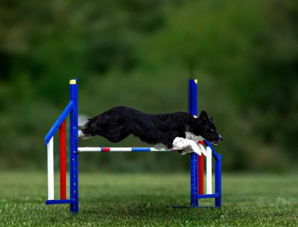 Border collie kan fedez