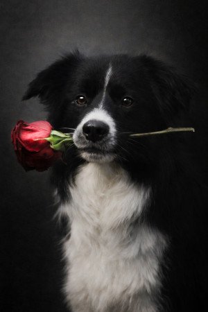 Border collie kan fedez