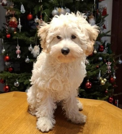 Maltipoo