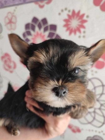 Yorkshire terrier